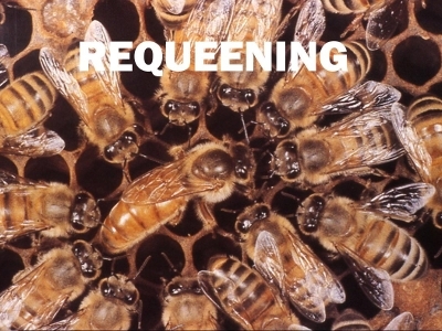 Re-queening Powerpoint